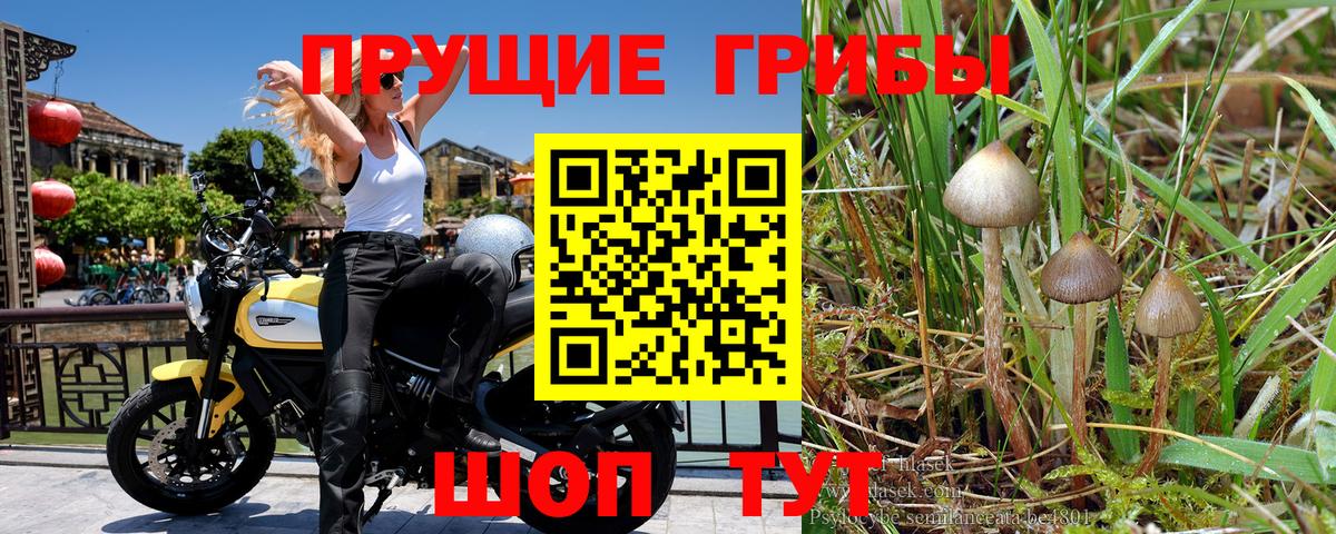 Псилоцибиновые грибы Cubensis Кудымкар